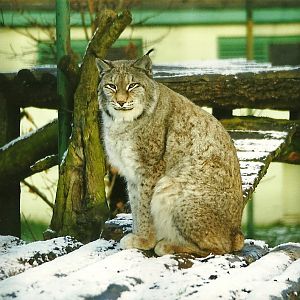 Lynx 5th December 1998