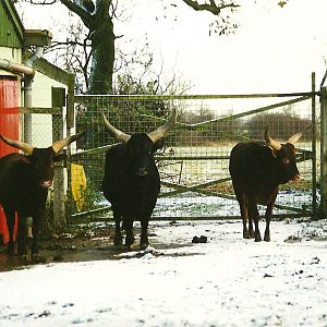 Ankole Cattle 5th December 1998