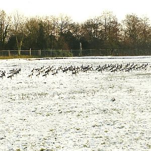Barnacle Geese 5th December 1998