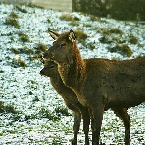 Wapiti hind and youngster 5th December 1998