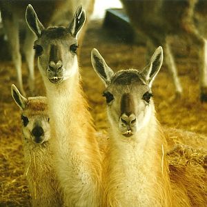 Guanacos 5th December 1998