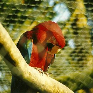 Green-winged Macaw 5th December 1998