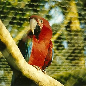 Green-winged Macaw 5th December 1998