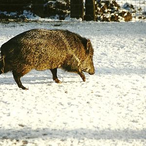 Collared Peccary 5th December 1998