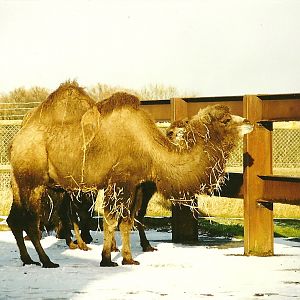 Bactrian Camels 5th December 1998