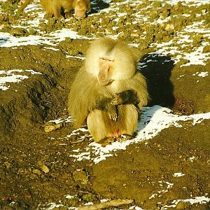 Hamadryas Baboon 5th December 1998