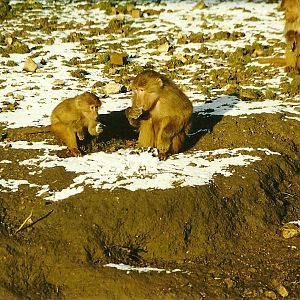 Hamadryas Baboons eating snow 5th December 1998