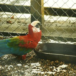 Green-winged Macaw drinking 5th December 1998