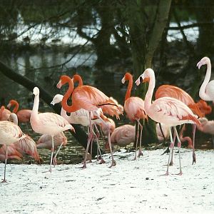 Flamingos 5th December 1998