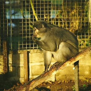 Sooty Mangabey 5th December 1998