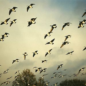 Barnacle Geese 5th December 1998