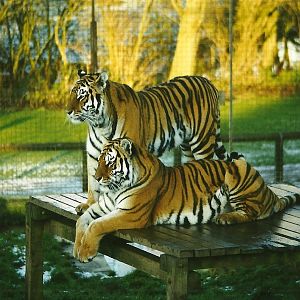 Siberian Tigers 5th December 1998