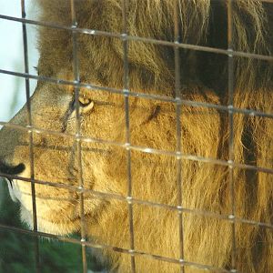 Carlon 5th December 1998