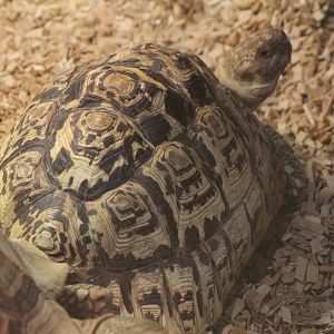 leopard tortoise
