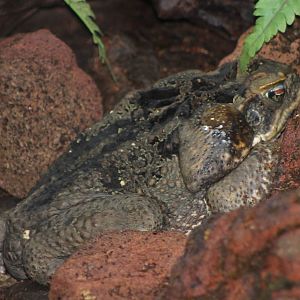 giant cane toad