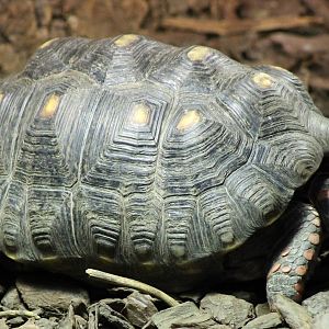 red-footed tortoise