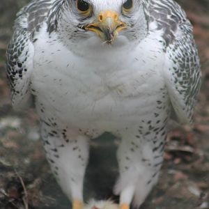 3/4 Gyr x Saker falcon hybrid
