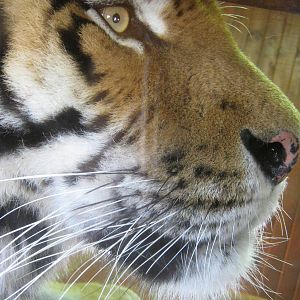 Colchester Zoo - Amur Tiger