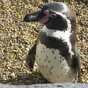 Colchester Zoo March 2012 - Humboldt Penguin
