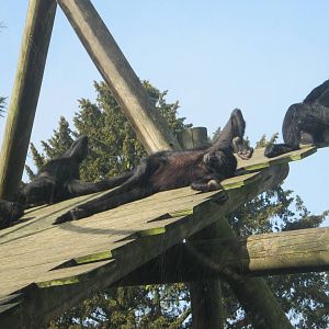 Colchester Zoo March 2012 - Laziness!