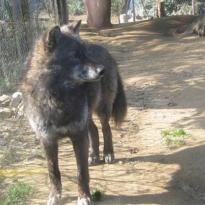 Colchester Zoo March 2012 - Timberwolf