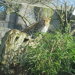 Colchester Zoo March 2012 - Amur Leopard