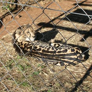 June 2009 - King Cheetah