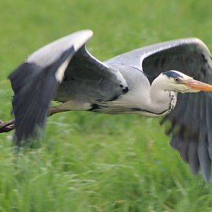 grey heron in fligth