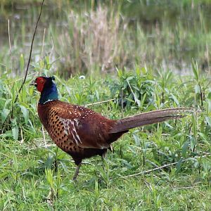 Pheasant male