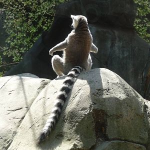 ring tailed lemur chapultepec zoo