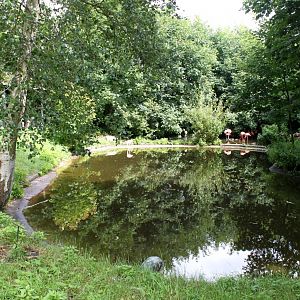 Aalborg Zoo - Flamingo Lagoon
