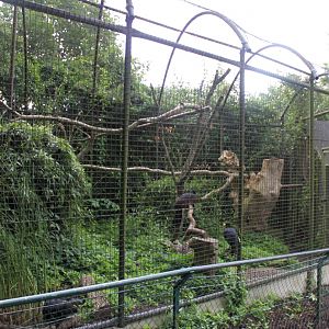 Aalborg Zoo - Curassow aviary