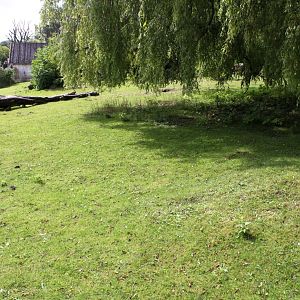 Aalborg Zoo - South American Pampas