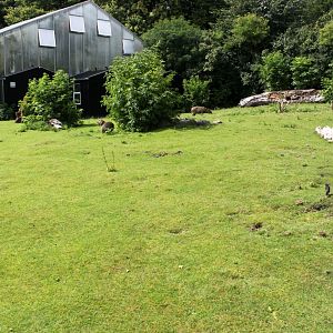 Aalborg Zoo - South American Pampas
