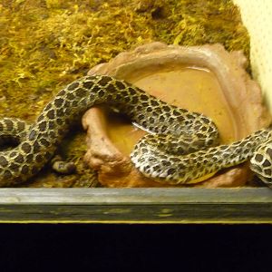 mexican lance headed rattlesnake Chapultepec Zoo Crotalus Polystictus