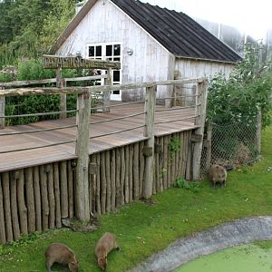 Aalborg Zoo - South American Pampas