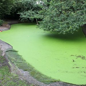 Aalborg Zoo - Capybara exhibit