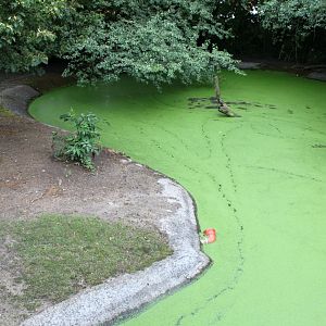 Aalborg Zoo - Capybara exhibit