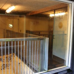 Aalborg Zoo - Capybara indoor exhibit