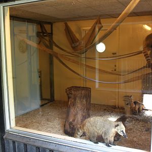 Aalborg Zoo - Coati indoor exhibit