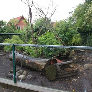 Aalborg Zoo - Coati exhibit