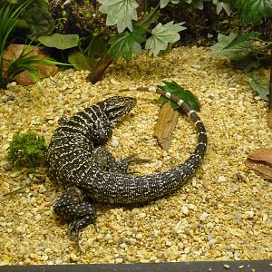 teju or tegu chapultepec zoo