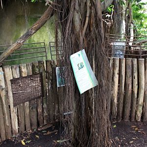 Aalborg Zoo - Payamino House (Anteater)