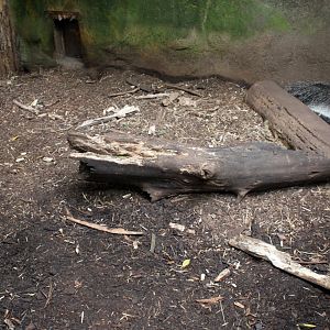 Aalborg Zoo - Payamino House (Anteater)