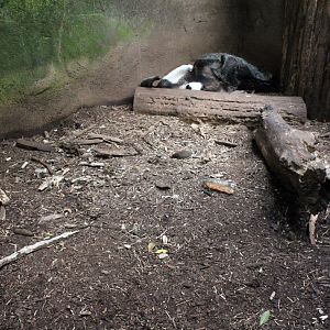 Aalborg Zoo - Payamino House (Anteater)