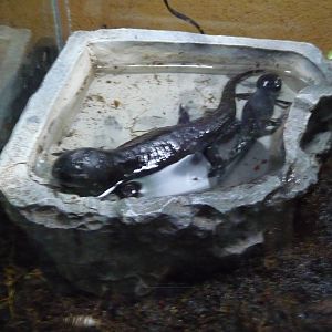 axolotl salamander phase chapultepec zoo