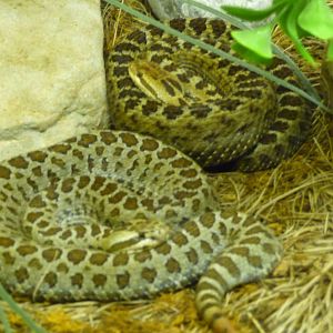 central mexican rattlesnakes chapultepec zoo