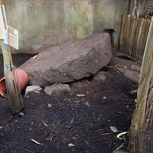 Aalborg Zoo - Payamino House (Armadillo)