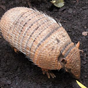 Aalborg Zoo - Payamino House (Armadillo)