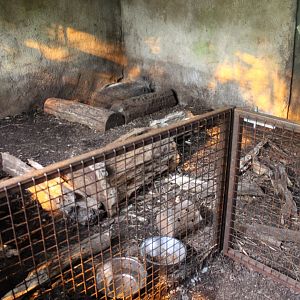 Aalborg Zoo - Payamino House (Anteater)